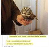 Owl Isn’t Amused
