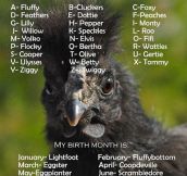 Your Chicken Name