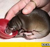 This Is A Baby Platypus