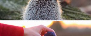 Stylish Hedgehog