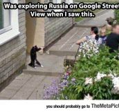 You See In Soviet Russia, Pets Walks You