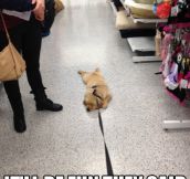 Shopping With Your Dog