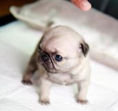 Tiny Teacup Pug