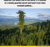 The Tallest Tree In The World