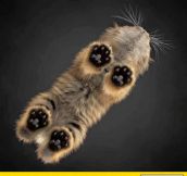 Kitten Toes