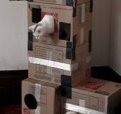 Just A Cat Playing Portal