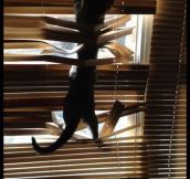 Cats And Window Blinds Are Mortal Enemies