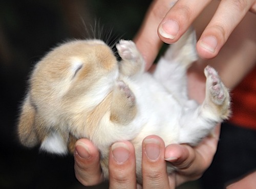 Cute Babies Rabbit