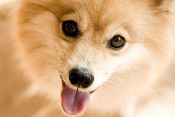 clip image00429 41 Pictures of Dogs in Funny and Cute Poses