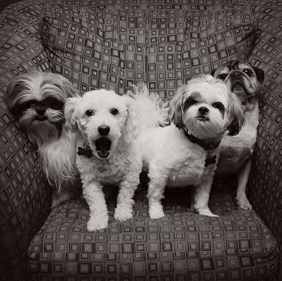 clip image00527 41 Pictures of Dogs in Funny and Cute Poses