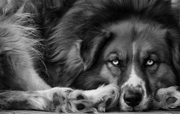 clip image00727 41 Pictures of Dogs in Funny and Cute Poses