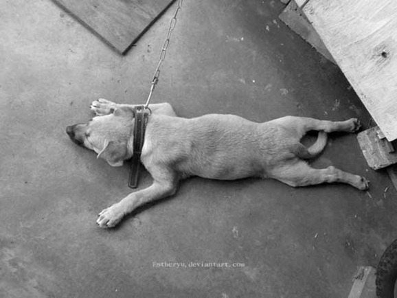 clip image01118 41 Pictures of Dogs in Funny and Cute Poses