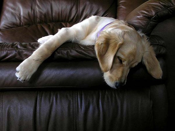 clip image01615 41 Pictures of Dogs in Funny and Cute Poses