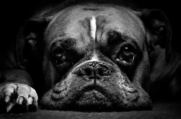 clip image01818 41 Pictures of Dogs in Funny and Cute Poses