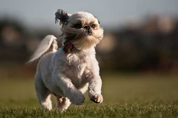 clip image02110 41 Pictures of Dogs in Funny and Cute Poses