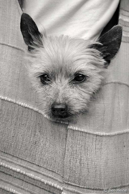 clip image0233 41 Pictures of Dogs in Funny and Cute Poses