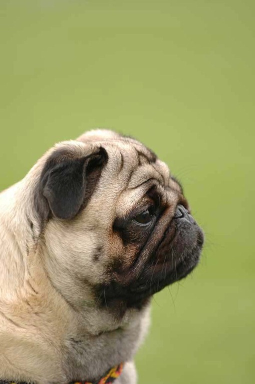 clip image0257 41 Pictures of Dogs in Funny and Cute Poses