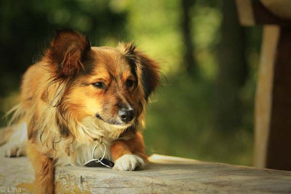 clip image0308 41 Pictures of Dogs in Funny and Cute Poses