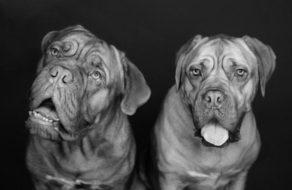 clip image0317 41 Pictures of Dogs in Funny and Cute Poses