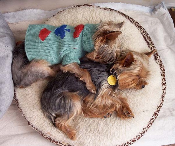 clip image0413 41 Pictures of Dogs in Funny and Cute Poses