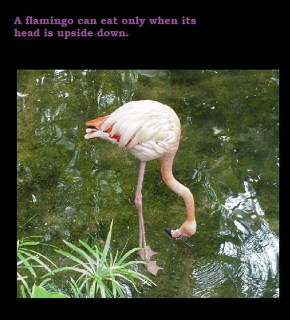 image32 10 Interesting Facts to Increase Your General Knowledge   Part 2