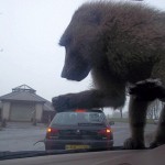 When-Baboons-Attack.jpg