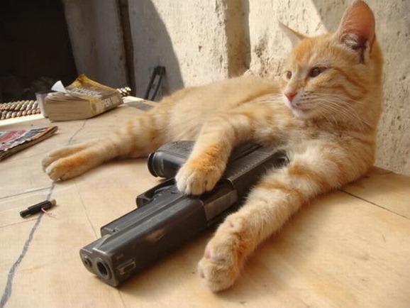 funny cats with guns pictures. clip image00124 Cats With Guns