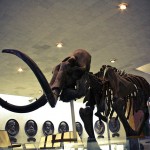 russian museum 03 150x150 A Walk Through Prehistory: Photos from Orlov Museum of Palaeontology 