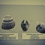 russian museum 04 150x150 A Walk Through Prehistory: Photos from Orlov Museum of Palaeontology 