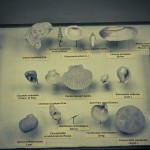 russian museum 07 150x150 A Walk Through Prehistory: Photos from Orlov Museum of Palaeontology 