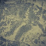 russian museum 10 150x150 A Walk Through Prehistory: Photos from Orlov Museum of Palaeontology 
