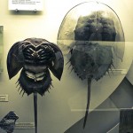 russian museum 13 150x150 A Walk Through Prehistory: Photos from Orlov Museum of Palaeontology 