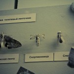 russian museum 15 150x150 A Walk Through Prehistory: Photos from Orlov Museum of Palaeontology 