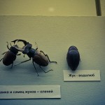 russian museum 16 150x150 A Walk Through Prehistory: Photos from Orlov Museum of Palaeontology 
