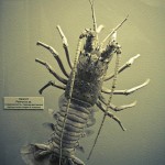 russian museum 17 150x150 A Walk Through Prehistory: Photos from Orlov Museum of Palaeontology 