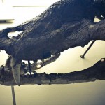 russian museum 19 150x150 A Walk Through Prehistory: Photos from Orlov Museum of Palaeontology 