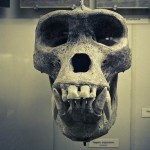 russian museum 22 150x150 A Walk Through Prehistory: Photos from Orlov Museum of Palaeontology 