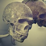 russian museum 24 150x150 A Walk Through Prehistory: Photos from Orlov Museum of Palaeontology 