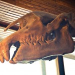 russian museum 28 150x150 A Walk Through Prehistory: Photos from Orlov Museum of Palaeontology 