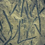 russian museum 35 150x150 A Walk Through Prehistory: Photos from Orlov Museum of Palaeontology 