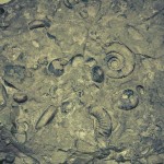 russian museum 38 150x150 A Walk Through Prehistory: Photos from Orlov Museum of Palaeontology 
