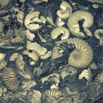 russian museum 39 150x150 A Walk Through Prehistory: Photos from Orlov Museum of Palaeontology 