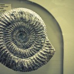 russian museum 41 150x150 A Walk Through Prehistory: Photos from Orlov Museum of Palaeontology 