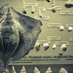 russian museum 43 150x150 A Walk Through Prehistory: Photos from Orlov Museum of Palaeontology 