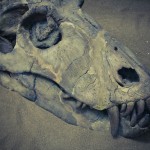 russian museum 47 150x150 A Walk Through Prehistory: Photos from Orlov Museum of Palaeontology 