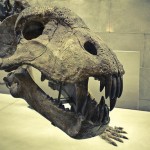 russian museum 50 150x150 A Walk Through Prehistory: Photos from Orlov Museum of Palaeontology 