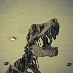 russian museum 53 150x150 A Walk Through Prehistory: Photos from Orlov Museum of Palaeontology 