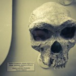 russian museum 56 150x150 A Walk Through Prehistory: Photos from Orlov Museum of Palaeontology 