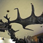 russian museum 57 150x150 A Walk Through Prehistory: Photos from Orlov Museum of Palaeontology 