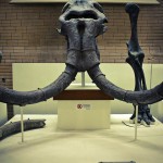 russian museum 58 150x150 A Walk Through Prehistory: Photos from Orlov Museum of Palaeontology 